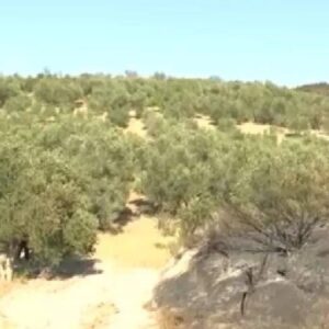 alevler her yeri sardi orasi hic etkilenmedi canakkalede akillara durgunluk veren goruntu g3jaXfBX