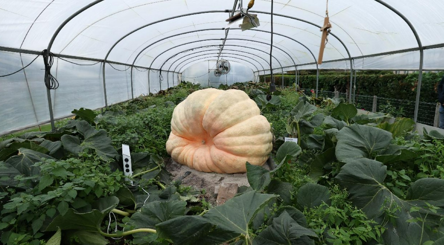 dev balkabagi resmen tum tarlayi ele gecirdi yetistiren ciftciler saskina dondu QknYWPQh