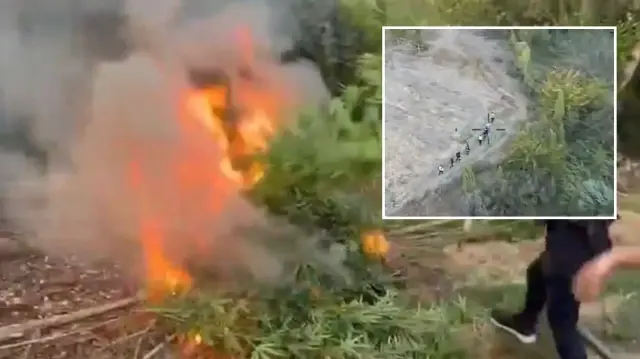 diyarbakirda piyasa degeri 1 milyar lira olan 12 bin 865 kok kenevir ele gecirildi vb8t1KS9