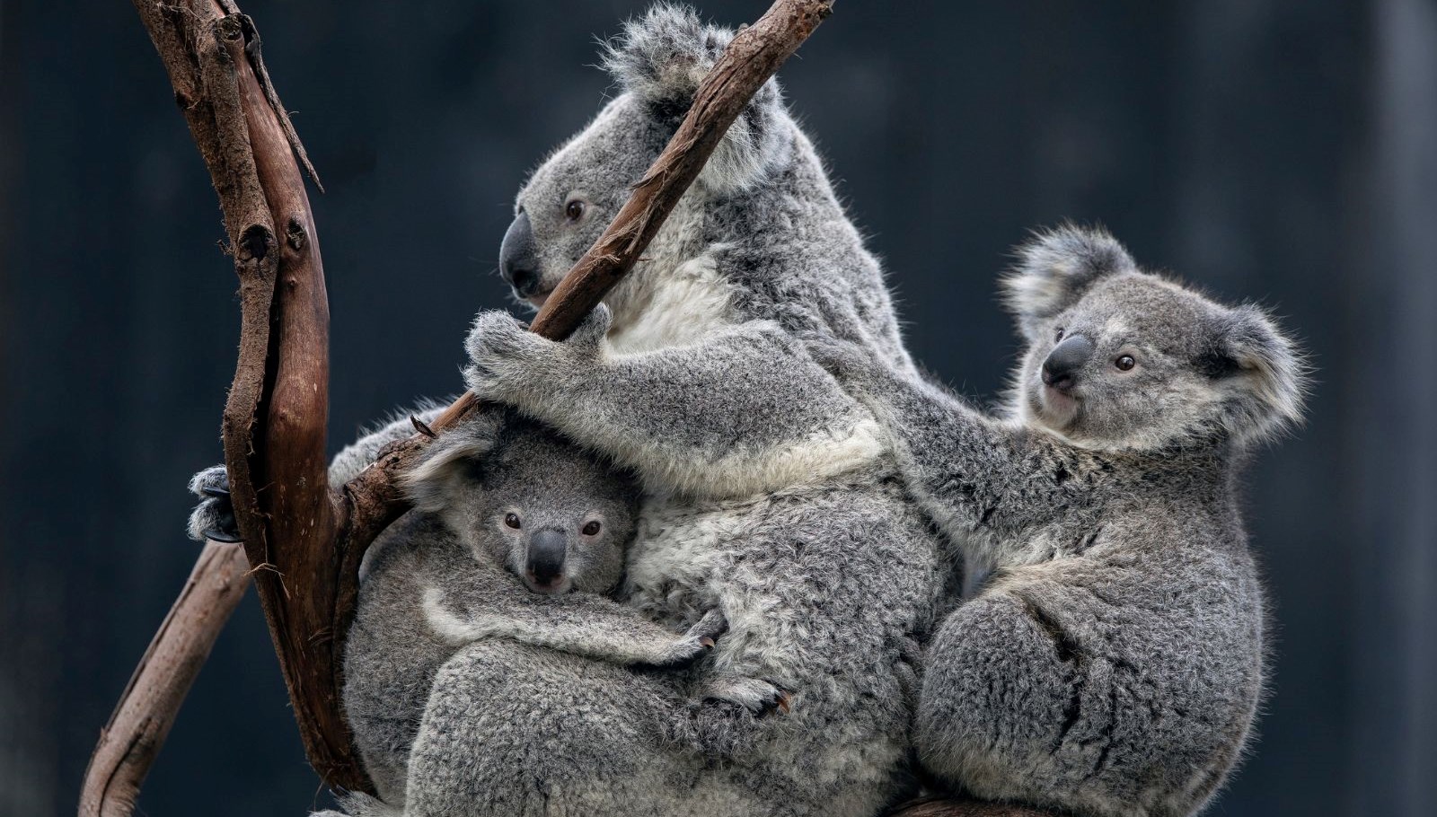 dunyada ilk koalalar yok olustan tek bir asiyla kurtulacak f7s1ySBG