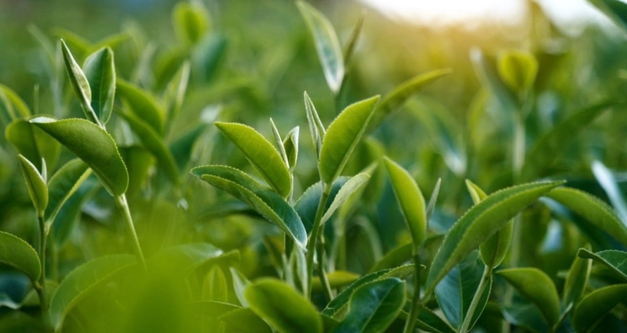 polenden gunes kremi uretildi 5FbEydcE