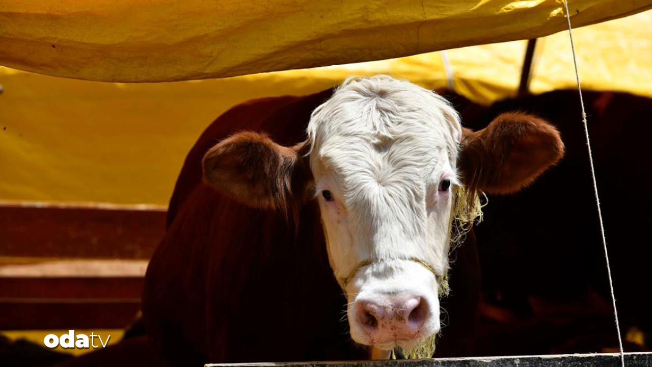 sap hastaligina karsi seferberlik 44 ilde hayvan pazari acildi PKtffHN2