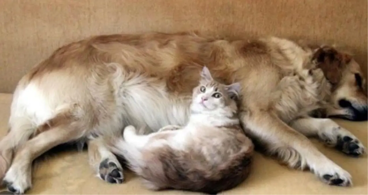 4 ekim ne gunu hayvanlari koruma gunu ne zaman hayvanlari koruma gunu mesajlari sozleri ybOK5FWv