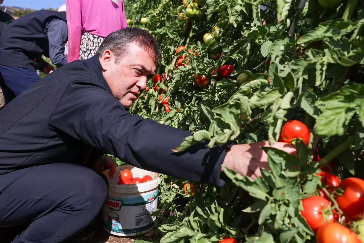 bilecikte 17 bin dekar domates uretildi 7Z5qCXIb