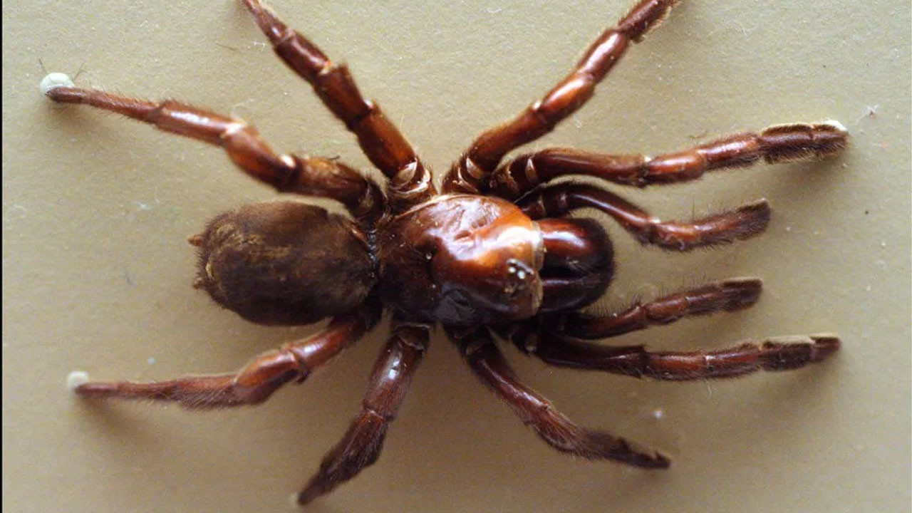 en uzun sure yasayan orumcek oldugu yasa inanamayacaksiniz Jl1bXBg7