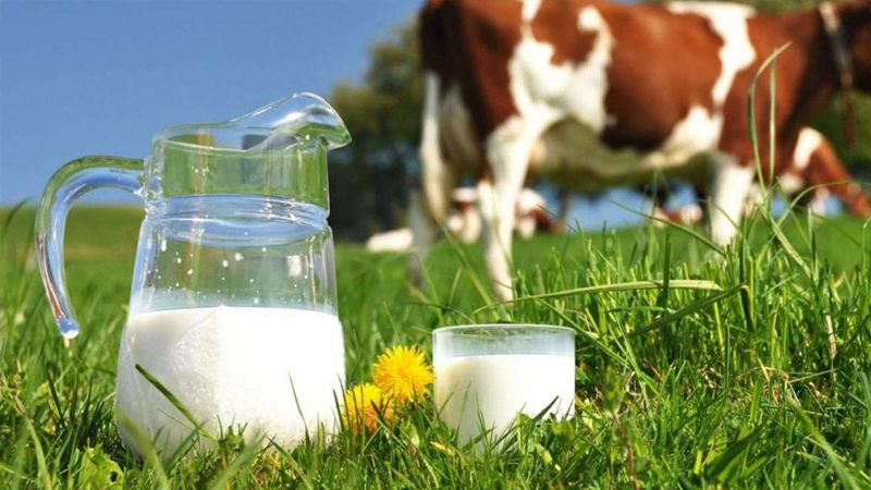 inekler kesime gidiyor uretim daraliyor sute zam mi gelecek rW41maQr.jpg