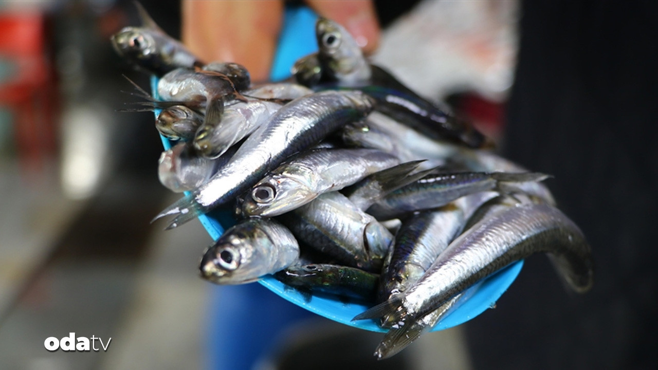 tezgahlarda hamsi senligi 70 liraya dustu G3rA8yJp.jpg