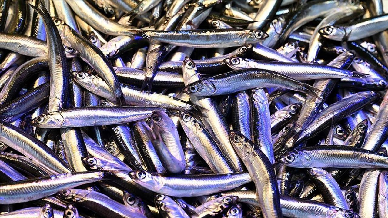 trabzonda hamsinin kilogrami 200 liradan satiliyor xLDeQBjp