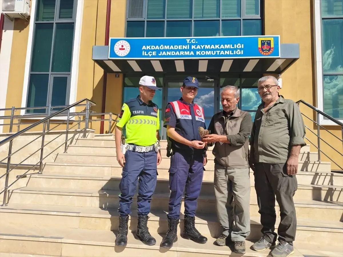 yarali cakir kusu tedavi edildi SO3nGnQw