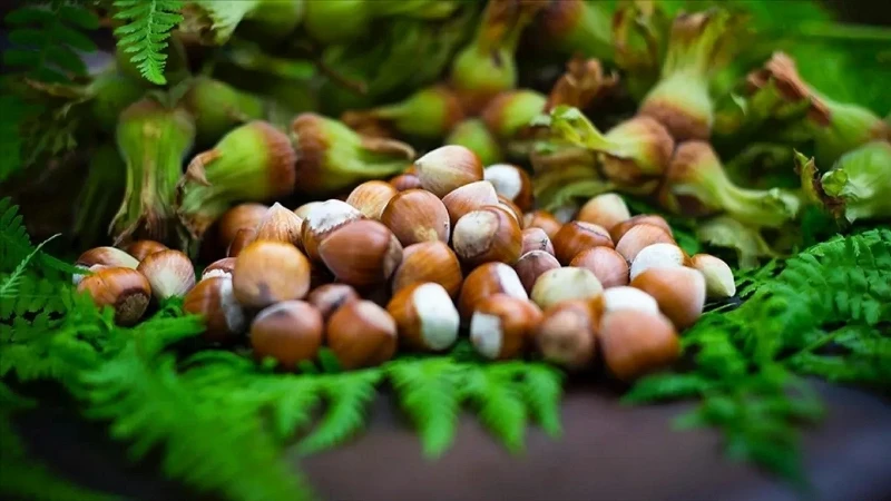 Giresun Yağlı Fındığının Kısırlık Üzerindeki Etkisi Araştırıldı