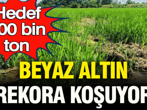 Beyaz altin rekora kosuyor hedef 400 bin ton 1uvS4QmT