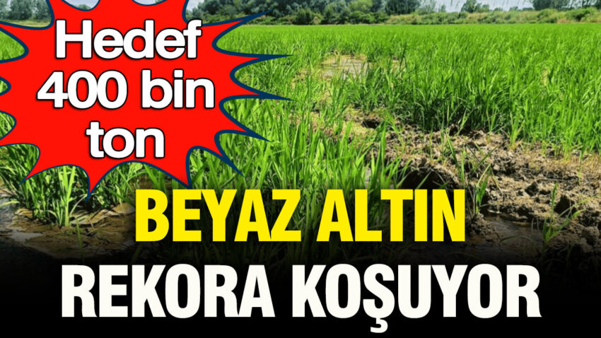 Beyaz altin rekora kosuyor hedef 400 bin ton 1uvS4QmT